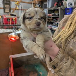 Australian Shepherd Puppies from Riley's Paw Pals