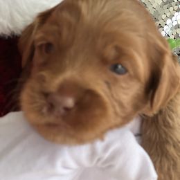 Boy 5 - Australian Labradoodle puppy from Grammy's Puppy Love doodles and poodles