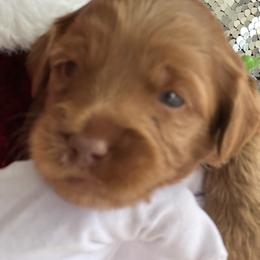 Boy 5 - Australian Labradoodle puppy from Grammy's Puppy Love doodles and poodles