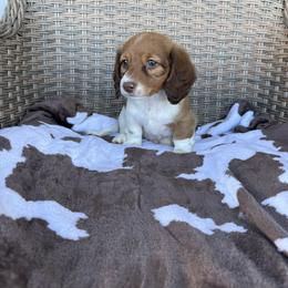 Boy 1 LIMITED AKC - Piebald male Dachshund puppy in Aurora, Missouri from Baker Farms