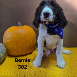 Boy 6 - Liver and white male English Springer Spaniel puppy in Potosi, Wisconsin from Point and Flush Gun Dogs