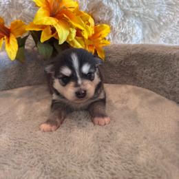 Male 3 - Black and white male Pomsky puppy in Bucyrus, Missouri from Hill Top Pomskies