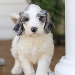 Cinnamon - Blue merle and white Sheepadoodle puppy in Charleston & Kershaw, South Carolina from Atlas Harrold-Moore Sheepadoodles, LLC   (AHMS)