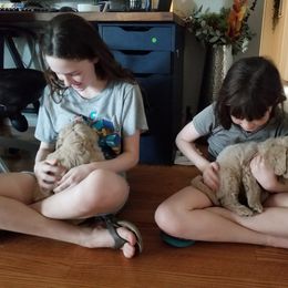 Bernedoodle and Goldendoodle Puppies from Cookies and Cream Doodles