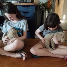 Bernedoodle and Goldendoodle Puppies from Cookies and Cream Doodles