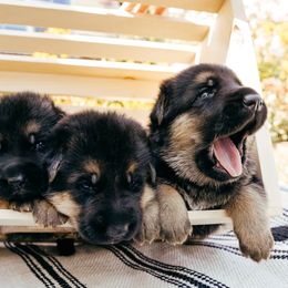 German Shepherd puppies from Sand Hill Shepherds & Setters