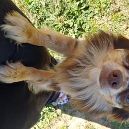Rye - Chihuahua