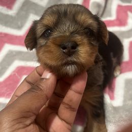 Snoopy - Merle male Yorkipoo puppy in Shelby, North Carolina from Dynasty puppies