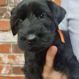 Giant Schnauzer Puppies from Oklahoma Giants