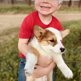 Pembroke Welsh Corgi Puppies from Boehm’s Pembroke corgis