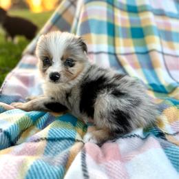 Boy 2 - Blue merle male Toy Australian Shepherd puppy in Puryear, Tennessee from A&W Toy Aussies
