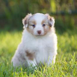 Rmf - Red merle female Miniature American Shepherd puppy in Stephenville, Texas from Diamond H Aussies