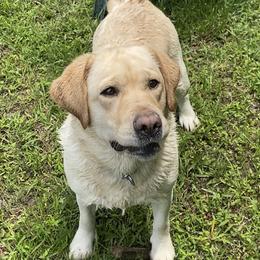 Cassi - Labrador Retriever