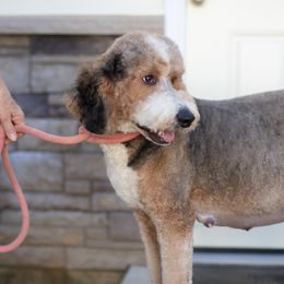 Bernedoodle puppies from North Texas Puppies