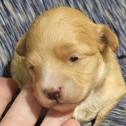 Amber - Apricot female Maltipoo puppy in Carthage, Missouri from Cooley's Cuddle Pups