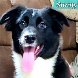 Sunny - Black & white male Miniature Australian Shepherd puppy in Punta Gorda, Florida from Christie's Creekside Aussies