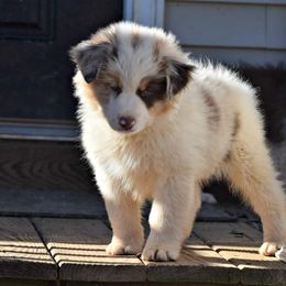 Australian Shepherd Puppies from Danell Australian Shepherd