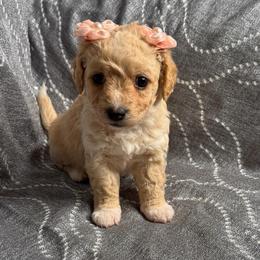 Anita - Apricot female Maltipoo puppy in Bakersfield, California from Silvia's Maltipoos