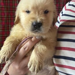 Purple Collar Boy - Golden male Golden Retriever puppy in Garrison, Montana from Mattiaci Goldens