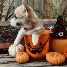 American Corgi and Pembroke Welsh Corgi Puppies from Cascadian Space Coast Corgis LLC