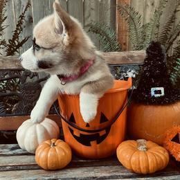 American Corgi and Pembroke Welsh Corgi Puppies from Cascadian Space Coast Corgis LLC