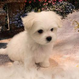 Heidi - White female Maltese puppy in North Myrtle Beach, South Carolina from Perfect Puppies