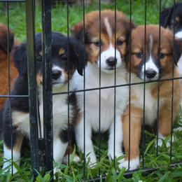 English Shepherd Puppies from Town & Country English Shepherds