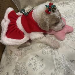 Ava - Parti female Poodle puppy in Mobile, Alabama from Semmy’s Standard Poodle LLC