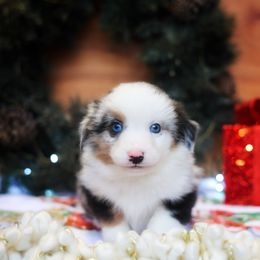 Edward - Blue merle male Miniature American Shepherd puppy in Battle Ground, Washington from Casita Miniature American Shepherds