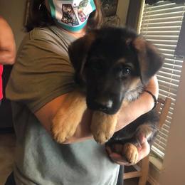 German Shepherd Puppies from Semper Fi K9 Montana