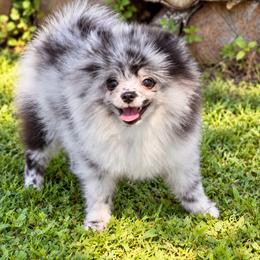 Finn - Blue merle male Pomeranian puppy in North Port, Florida from POMRITA POM’S