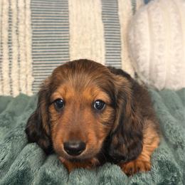 Twix - Red male Dachshund puppy in California from Wooofyland LLC