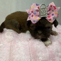 Tawny - Chocolate female Shih Tzu puppy in Columbia, Kentucky from Lisa Bandy Luxe Shih Tzu