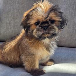 Lightening McQueen - Red male Shih Tzu puppy in Jenks, Oklahoma from Noble Shih Tzu