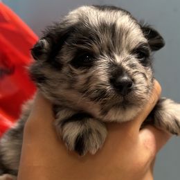 Boy 1 - Blue merle male Pomeranian puppy in Skipperville, Alabama from Nay Nay’s Babies