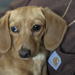 Dachshunds from Horton Hears a Weenie