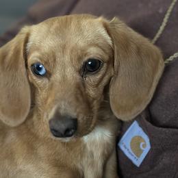 Dachshunds from Horton Hears a Weenie