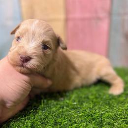 Bear - Wheaten male Miniature Schnauzer puppy in Lufkin, Texas from C&K’s Schnauzer House