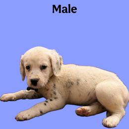 Alexandarite - White and black male Dalmatian puppy in Bremen, Georgia from Clark’s Dalmatians