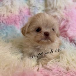 Shih Tzu Puppies from Joiful Shih Tzu