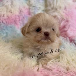 Shih Tzu Puppies from Joiful Shih Tzu