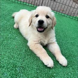 Golden Retriever Puppies from Chirping Meadows Goldens