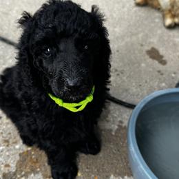 Poodle Puppies from Royal Dixie Poodles