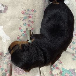Girl 1 - female Australian Terrier puppy in Peoria, Illinois from Djinda Australian Terriers