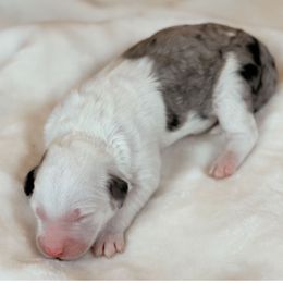 Affogato - Merle female Sheepadoodle puppy in Cleveland, Tennessee from Narrow Path Old English & Sheepadoodles