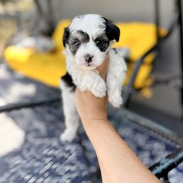 Bay - Black & tan tri-color male Maltipoo puppy in West Jordan, Utah from Gem Puppies of Utah
