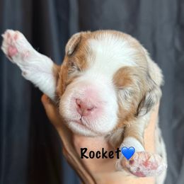 Rocket - male Australian Mountain Doodle puppy in Cortez, Colorado from Sassy Pants Pups