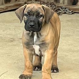 Sprig - Brown female Boerboel puppy in Guysville, Ohio from Fueled Kennel