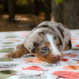 Sahara - Red merle female Australian Shepherd puppy in Coldwater, Michigan from Northern Star Australian Shepherds