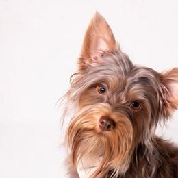 Finley - Yorkshire Terrier